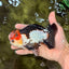 SUPER CUTE Tricolor Yuanbao Male 5-5.5 inches #051526YB_07