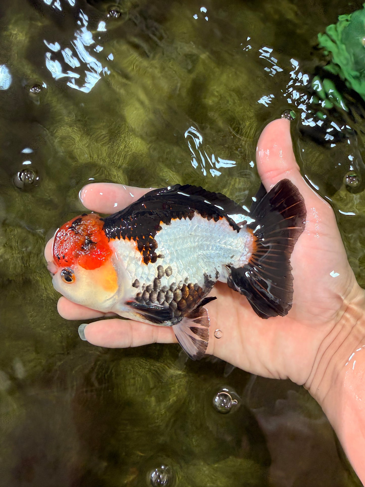 SUPER CUTE Tricolor Yuanbao Male 5-5.5 inches #051526YB_07