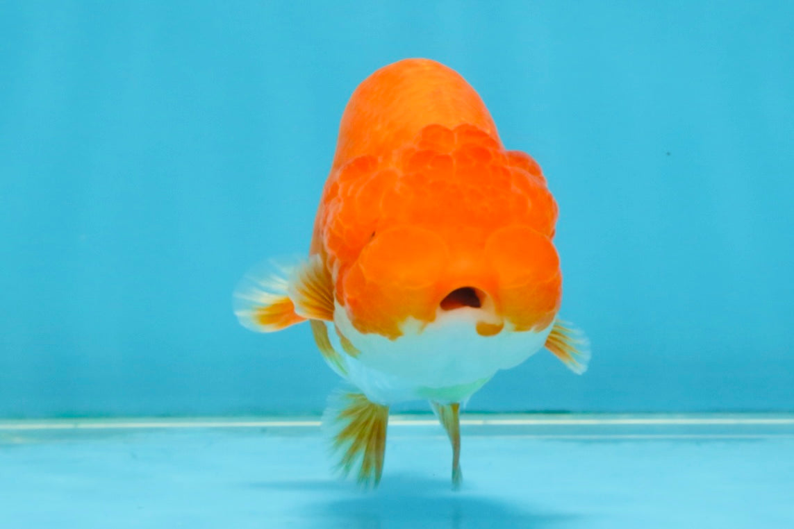 SUPER TOMATO A Grade Red White LionQueen 4.5 inches #120525LC_10