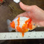 AAA Grade Special Red White Kohaku Chinese Ranchu Male 5 inches #101025RC_20