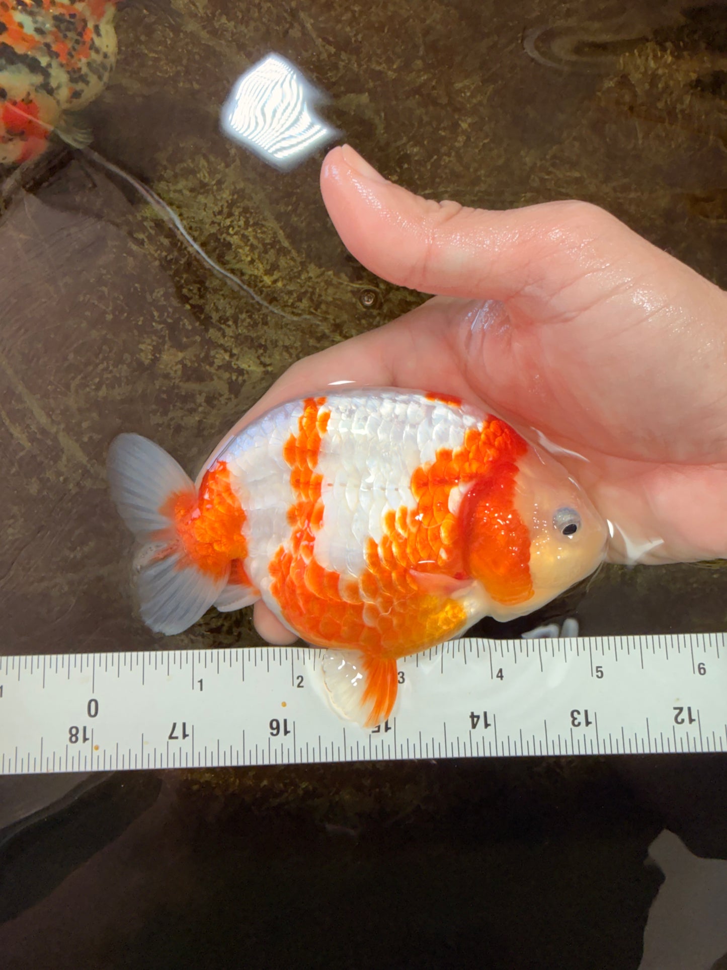 AAA Grade Special Red White Kohaku Chinese Ranchu Male 5 inches #101025RC_20