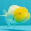 White LionChu Female 4 inches #050126LC_22