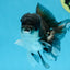 Panda Oranda Male 4.5 inches #081525OR_20