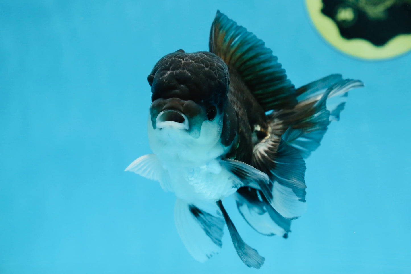 Panda Oranda Male 4.5 inches #081525OR_20