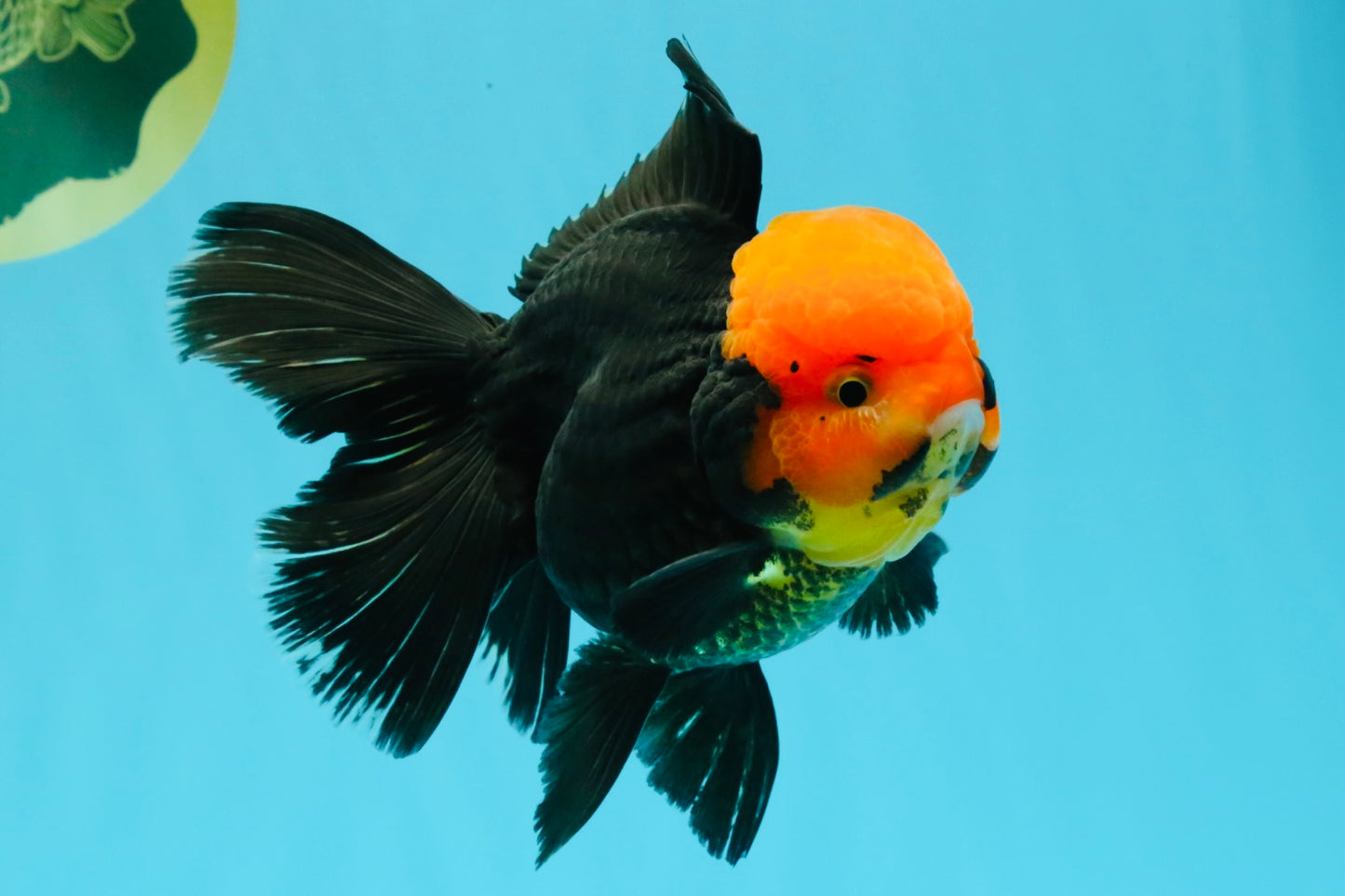A Grade Red Head Tricolor Oranda Male 5.5-6 inches #030626OR_25