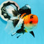 Tricolor Oranda Female 4.5-5 inches #0503OR_05