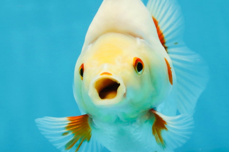 AAA Grade Red White Ryukin Female 5-5.5 inches #060625RK_33