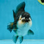 CHUBBY A Grade Tricolor Yuanbao Male 5-5.5 inches #121925YB_10