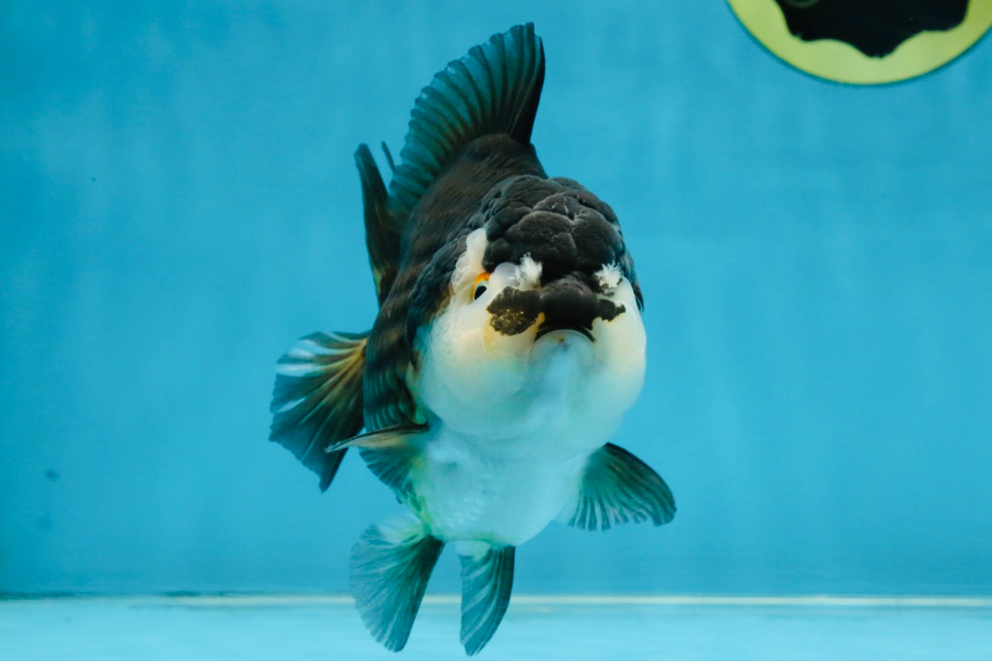 CHUBBY A Grade Tricolor Yuanbao Male 5-5.5 inches #121925YB_10