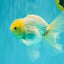 A Grade White Oranda Male 5.5-6 inches #072426OR_21
