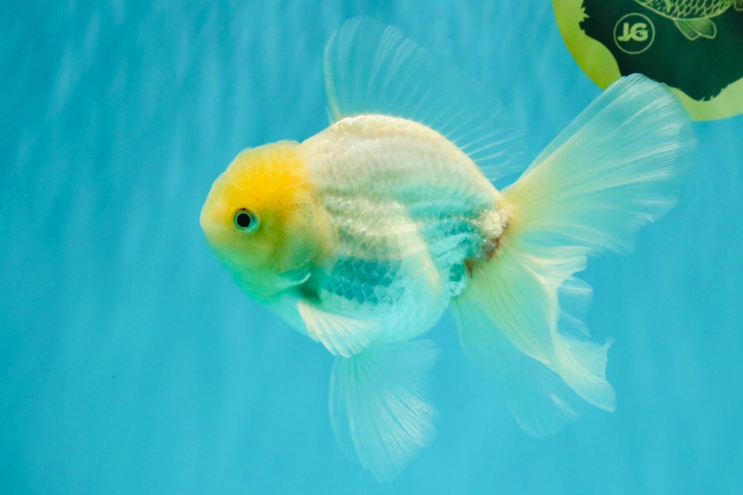 A Grade White Oranda Male 5.5-6 inches #072426OR_21