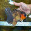 A Grade Lava Head Apache Oranda Male 6 inches #091925OR_13