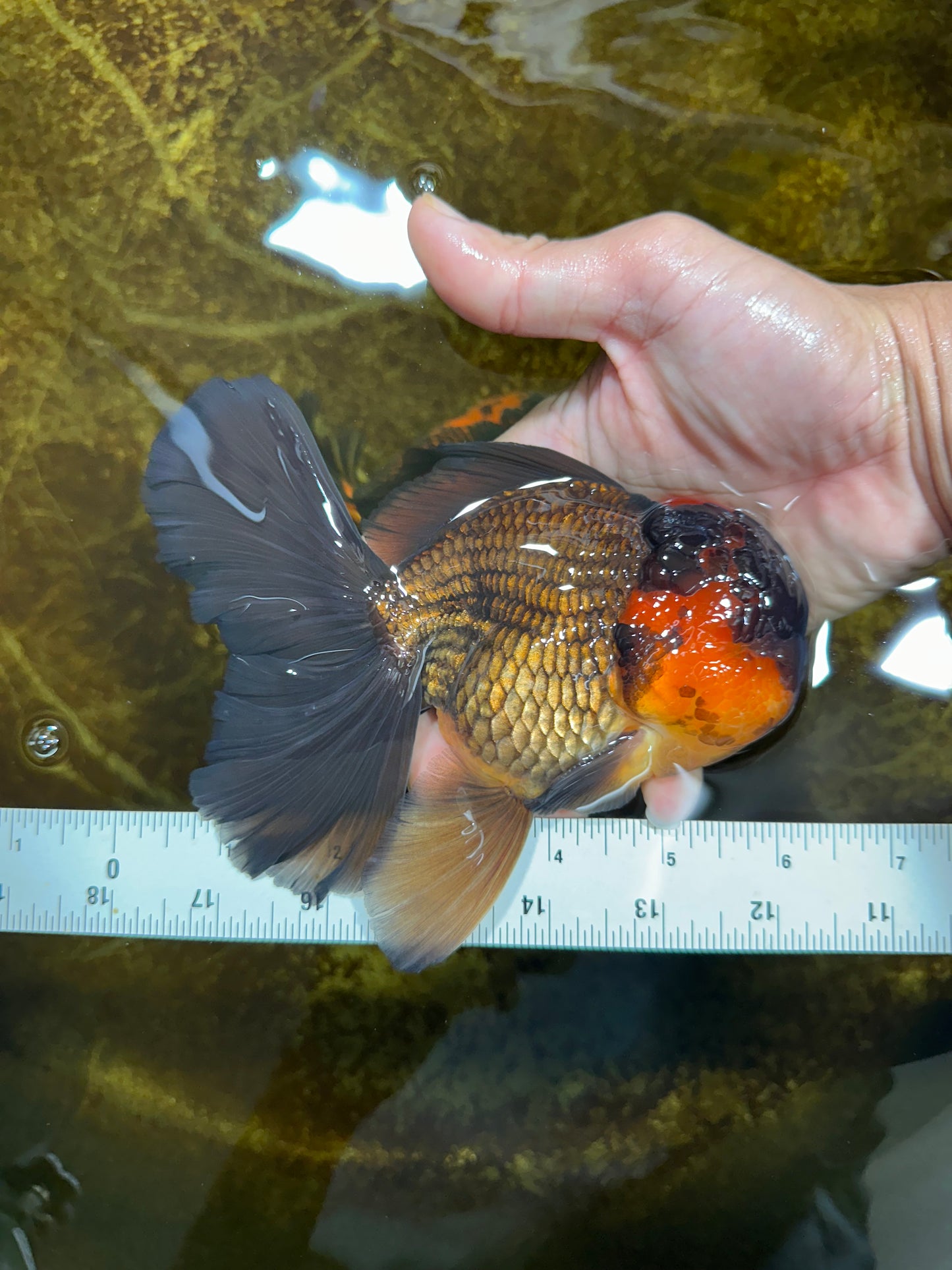 A Grade Lava Head Apache Oranda Male 6 inches #091925OR_13