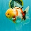 CHUNKY AAA Grade Sakaru Oranda Male 6 inches #092526OR_03