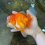 A Grade Jade Head Red White Oranda Female 6 inches #091225OR_13