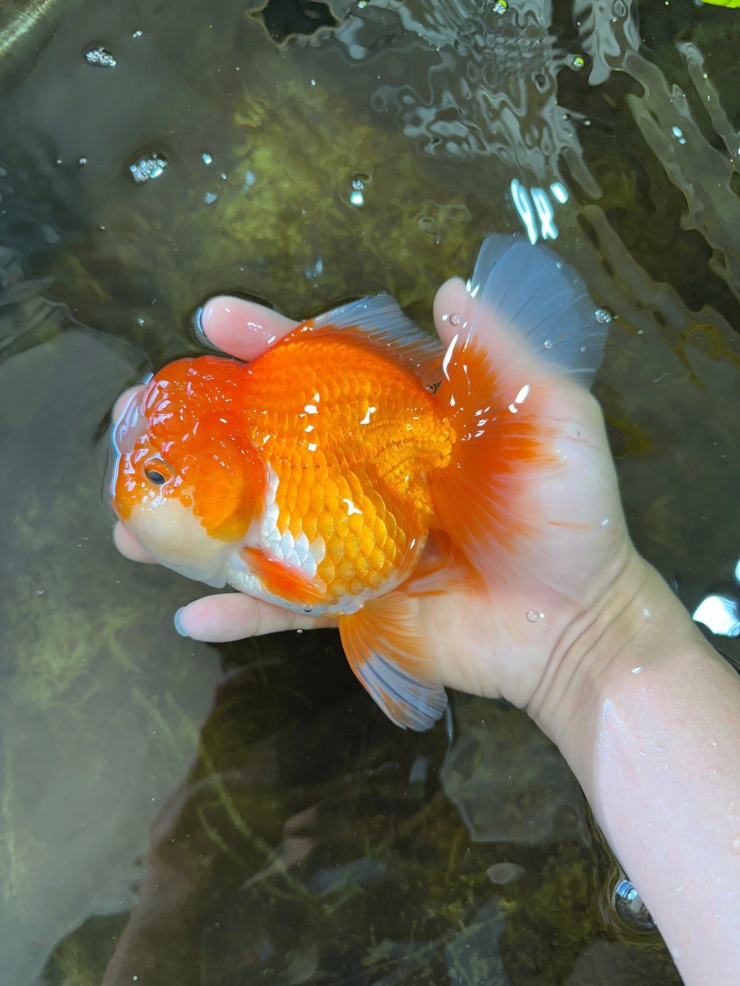 A Grade Jade Head Red White Oranda Female 6 inches #091225OR_13