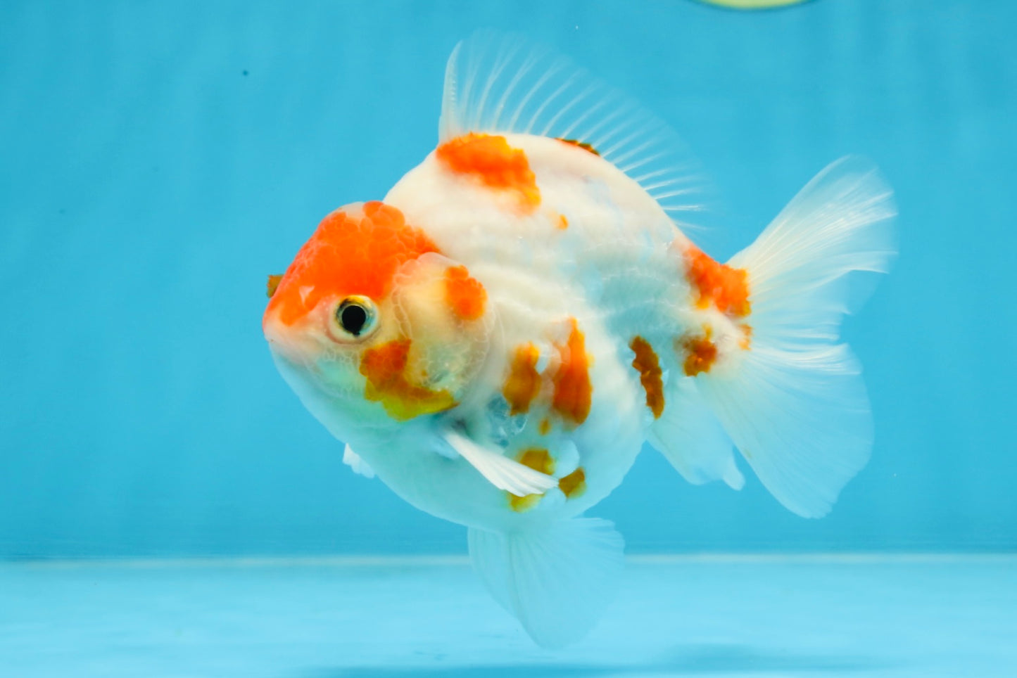 A Grade Young Godzilla Kohaku Sakura Yuanbao Male 4.5 inches #101725YB_28