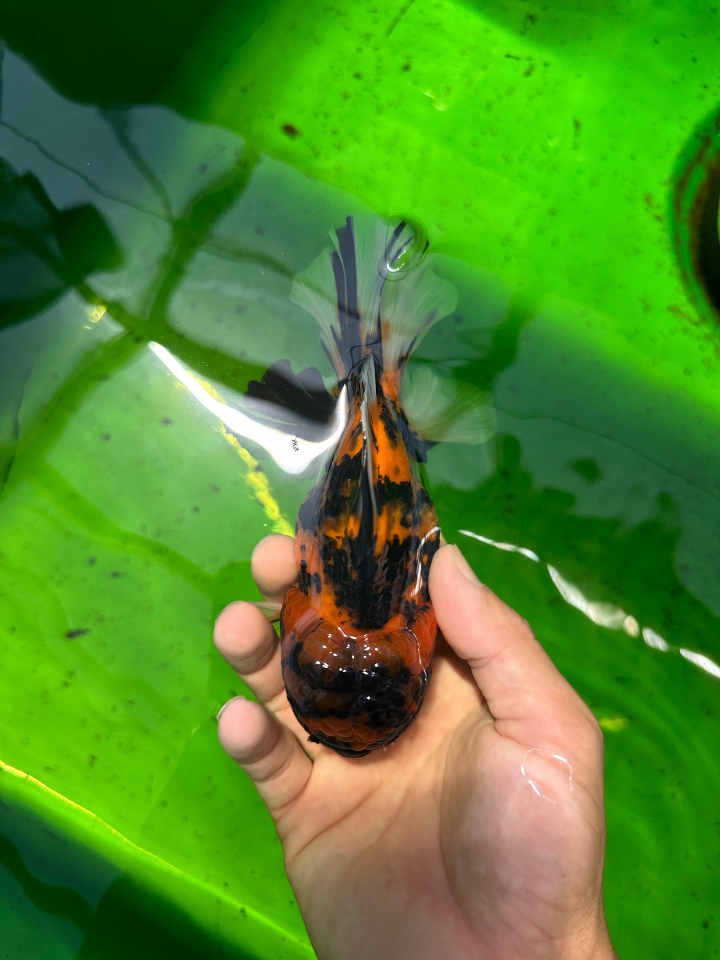 SHOW GRADE Young Tiger Godzilla Oranda Male 5.5 inches #0614OR_25