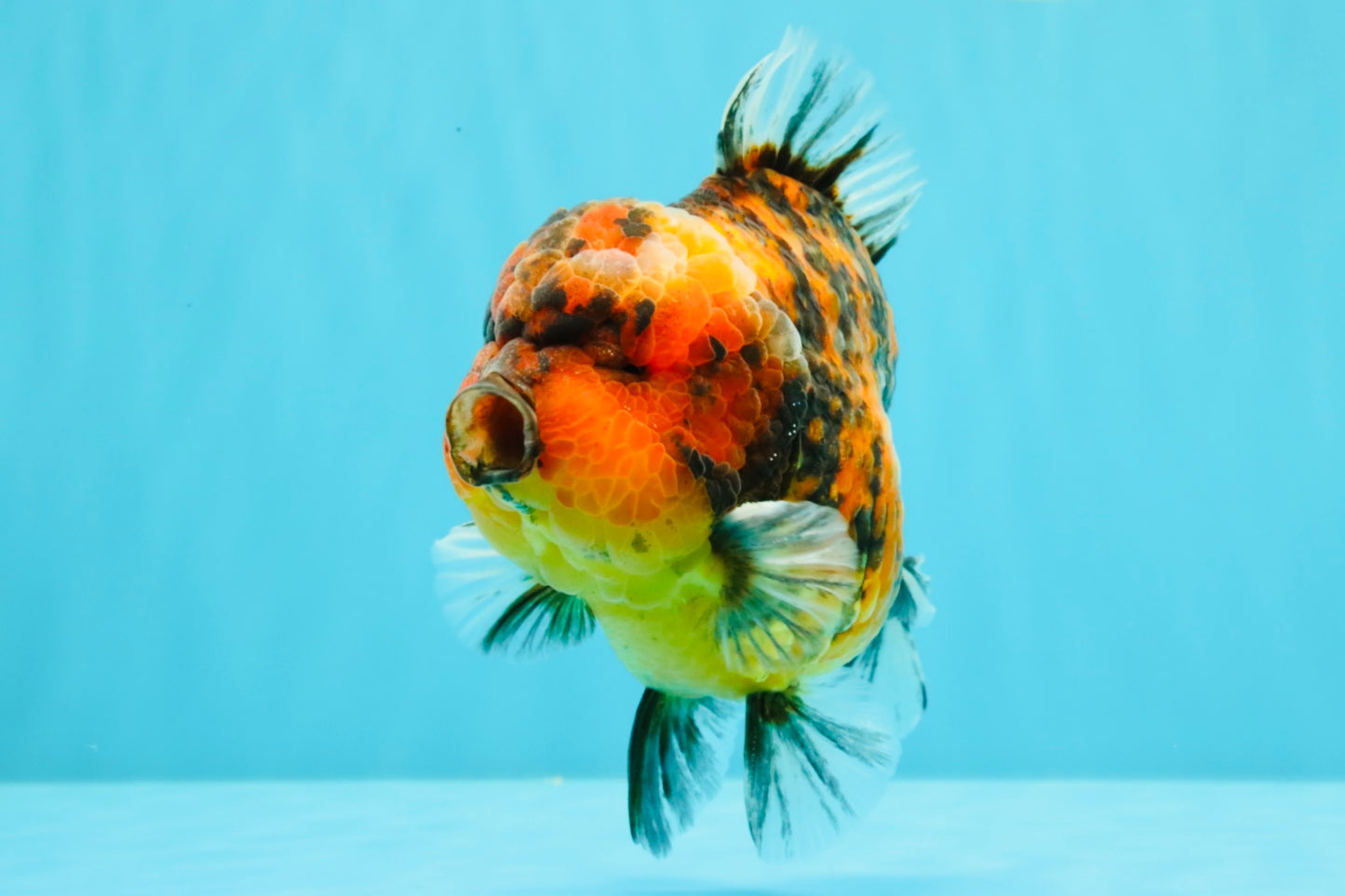 AAA Grade Godzilla Tiger Yuanbao Male 5.5-6 inches #031326YB_19