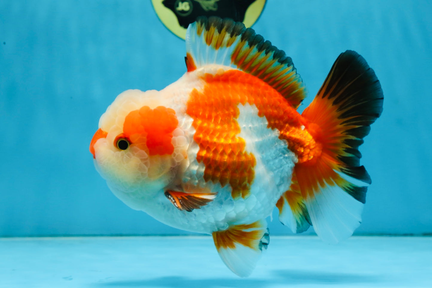 AAA Grade CHONKY Tricolor Yuanbao Male 5.5 inches #091925YB_16