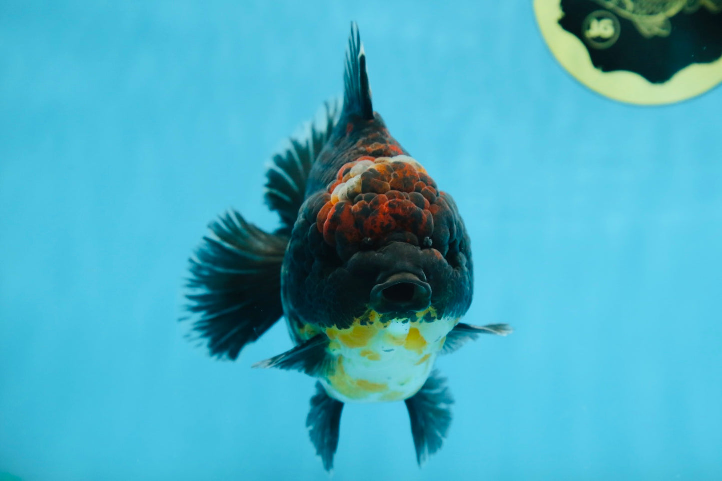 AAA Grade Godzilla Kirin Yuanbao Male 5.5 inches #082225YB_04