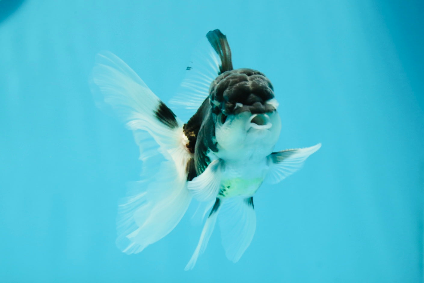 Panda Oranda Male 3.5 inches #1004OR_28