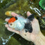 A Grade Red Head Tricolor Oranda Male 4.5 inches #053025OR_19