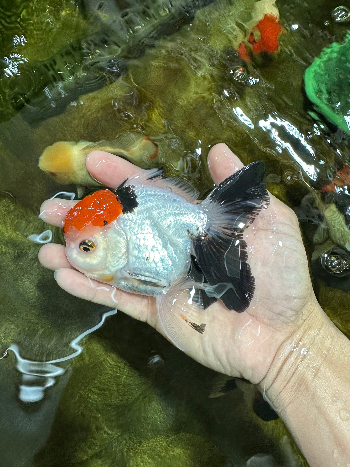 A Grade Red Head Tricolor Oranda Male 4.5 inches #053025OR_19