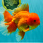 TOMATO AAA Grade Broadtail Red White Oranda Male 7.5-8 inches #071026OR_03