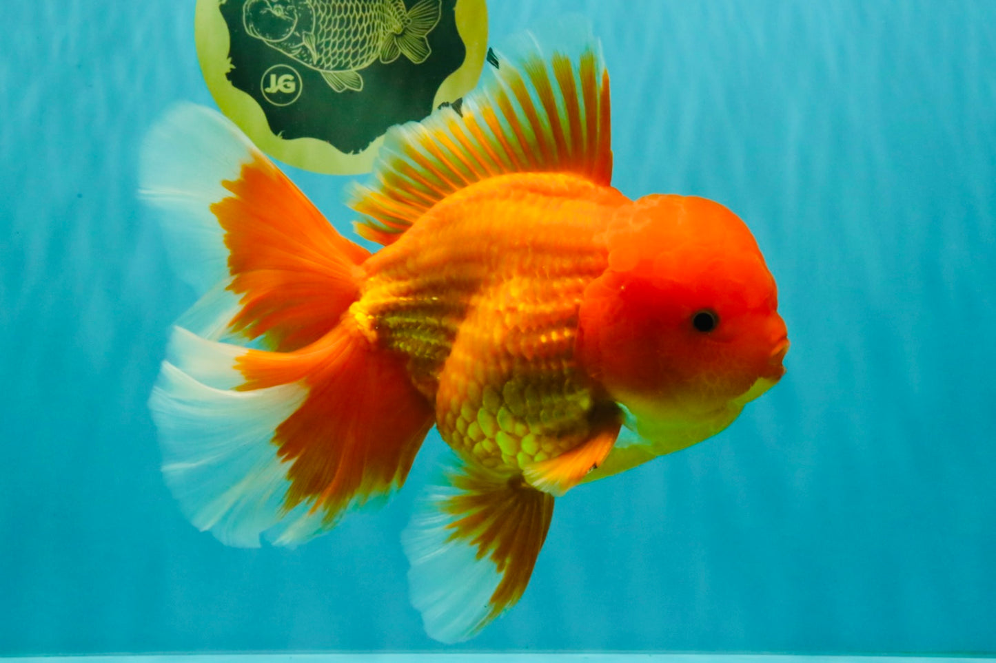 TOMATO AAA Grade Broadtail Red White Oranda Male 7.5-8 inches #071026OR_03