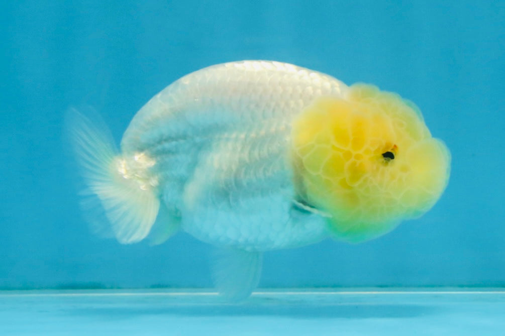 CLOUDY A Grade White LionQueen 3.5 inches #112825LC_03