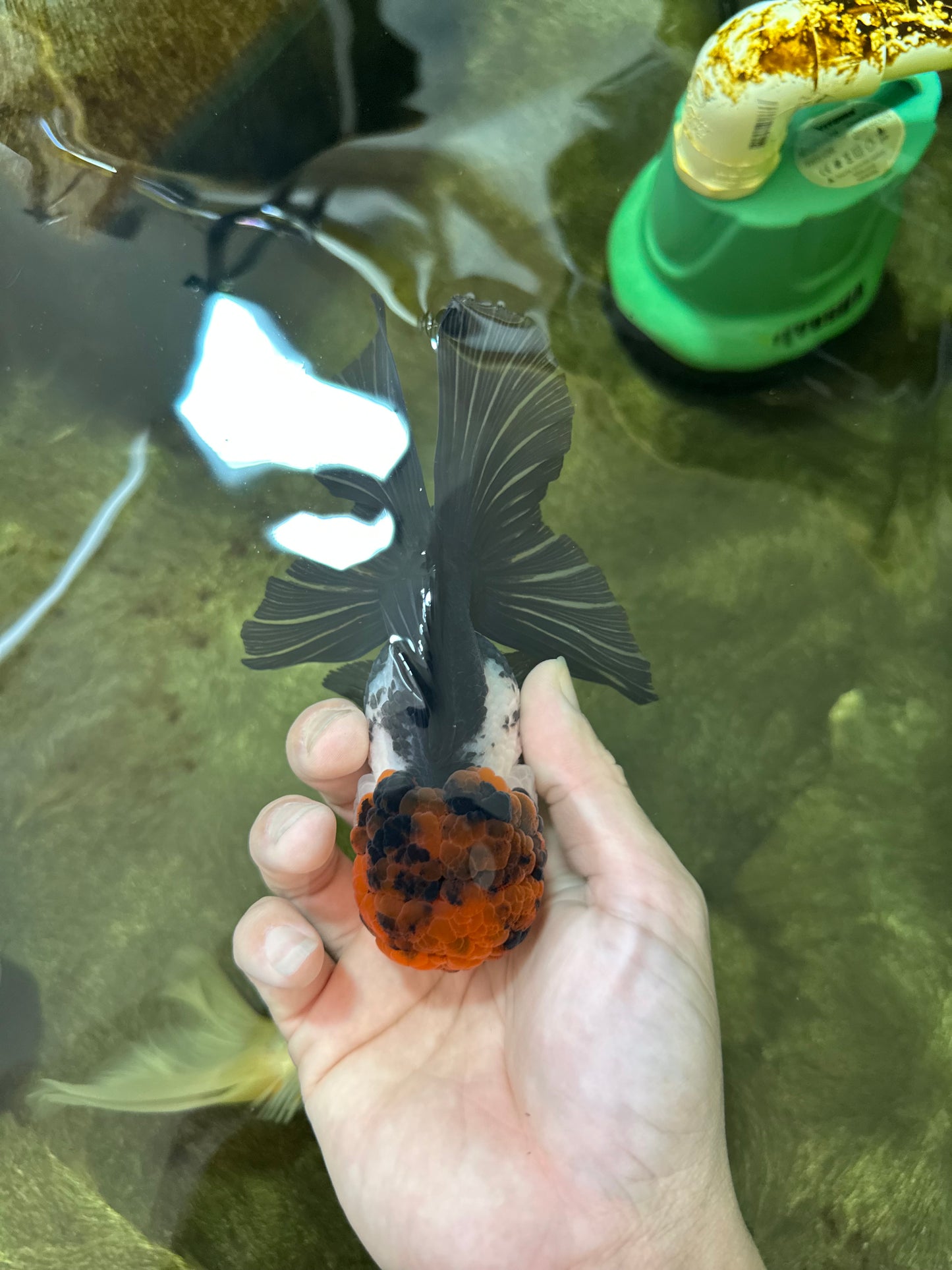 A Grade Fire Tricolor Oranda Female 5 inches #050225OR_02