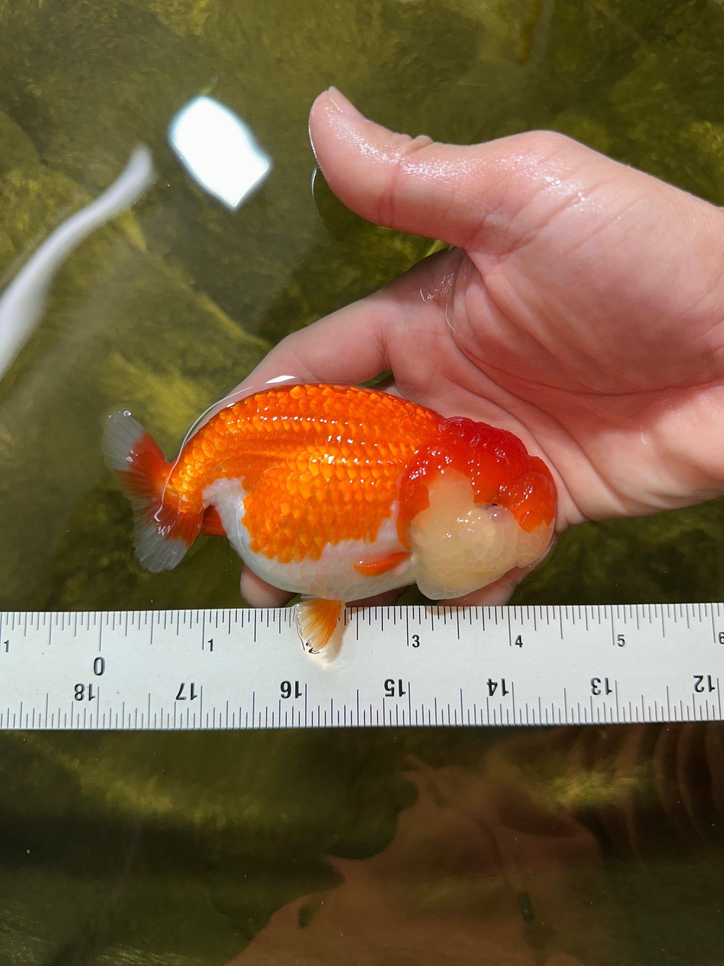 CHEEKY AAA Grade Red White LionQueen 4-4.5 inches #041825LC_03