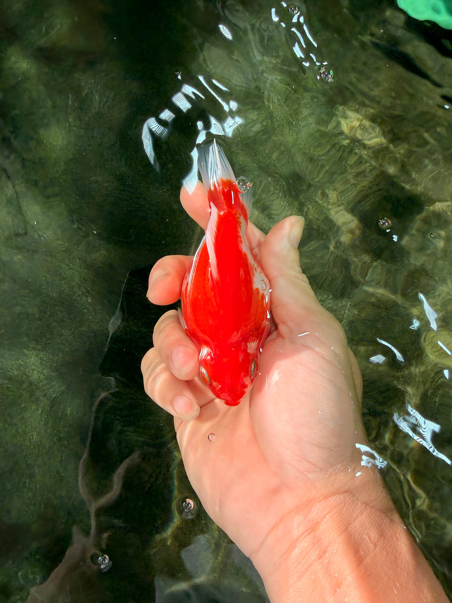 AAA Grade Red White Ryukin Male 4 inches #031326RK_30