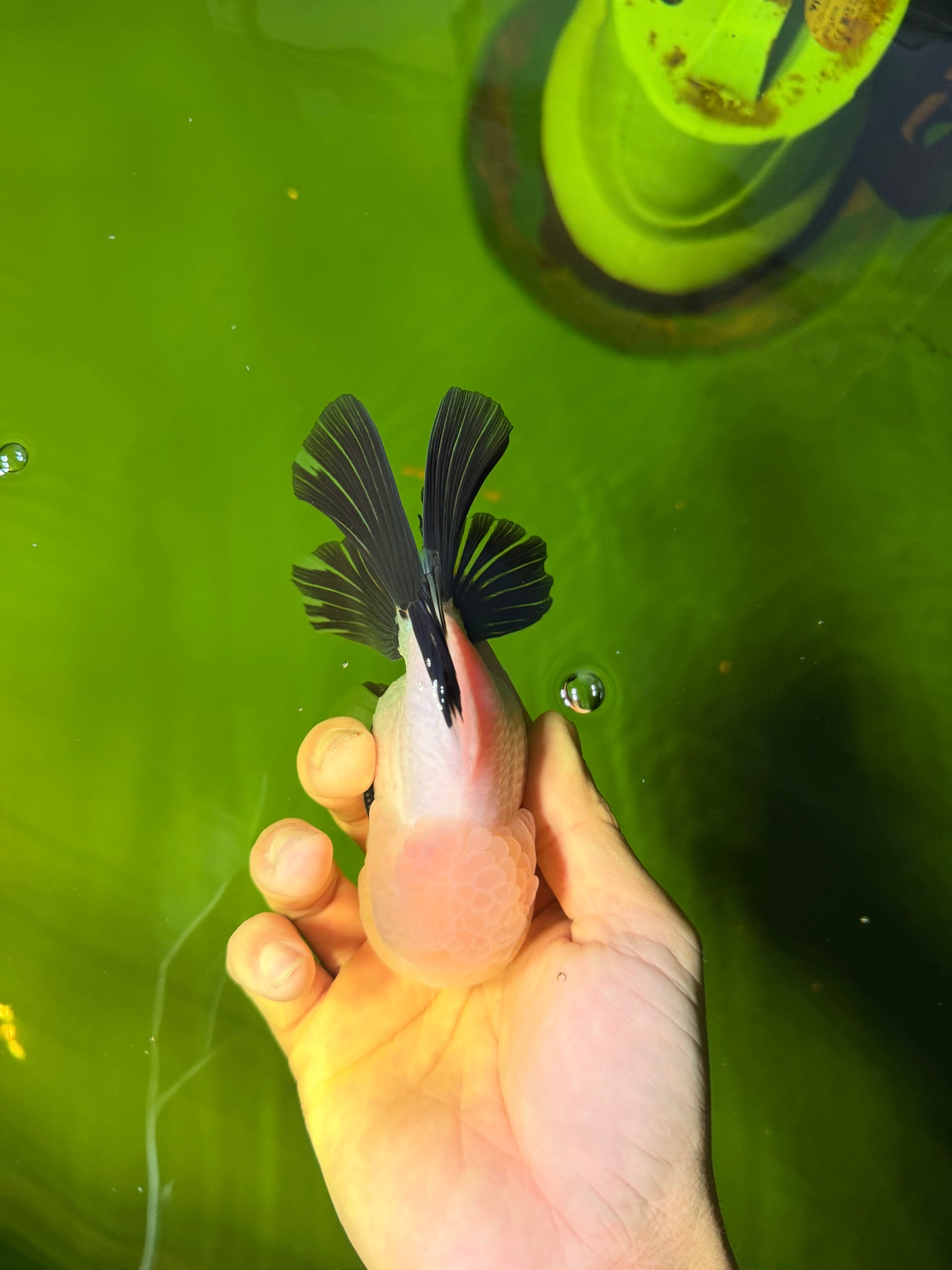 SPECIAL Panda Button Eyes Oranda Male 5 inches #041026OR_11