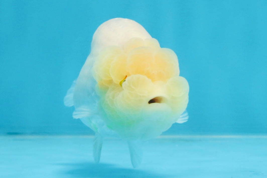 A Grade White LionQueen 4 inches #103125LC_26