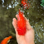 A Grade Red LionQueen 4.5-5 inches #070326LC_30