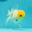 A Grade Lemonhead Oranda Male 4.5 inches #111524OR_21