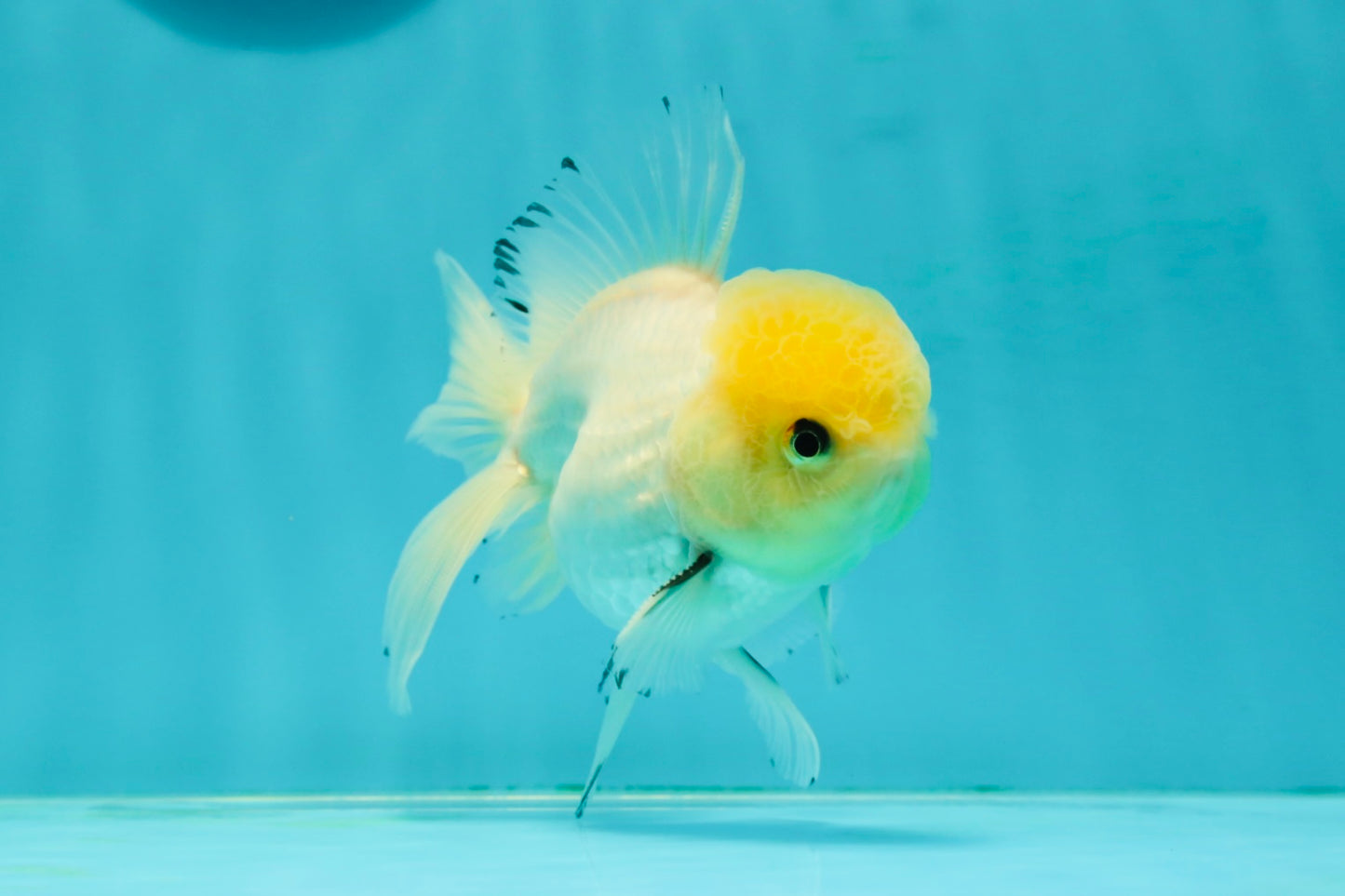 A Grade Lemonhead Oranda Male 4.5 inches #111524OR_21