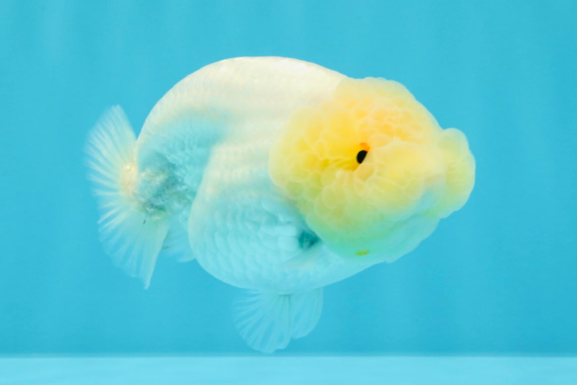 A Grade Dragon Head White LionQueen 4-4.5 inches #022726LC_25