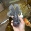 AAA Grade Young Godzilla Sakura Kirin Oranda Male 6 inches #081525OR_11