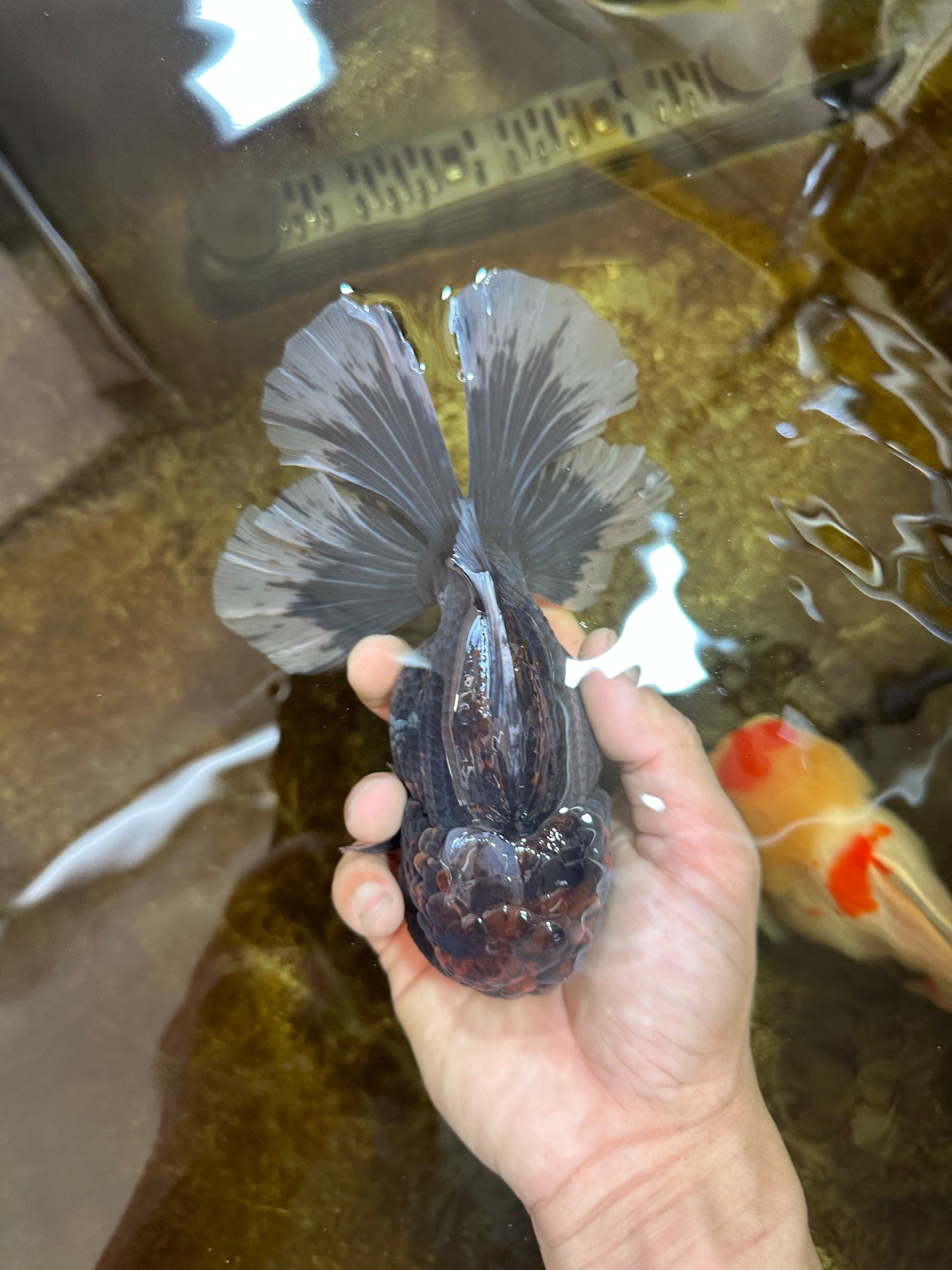 AAA Grade Young Godzilla Sakura Kirin Oranda Male 6 inches #081525OR_11