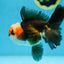 A Grade Tricolor Oranda Male 5 inches #082925OR_06