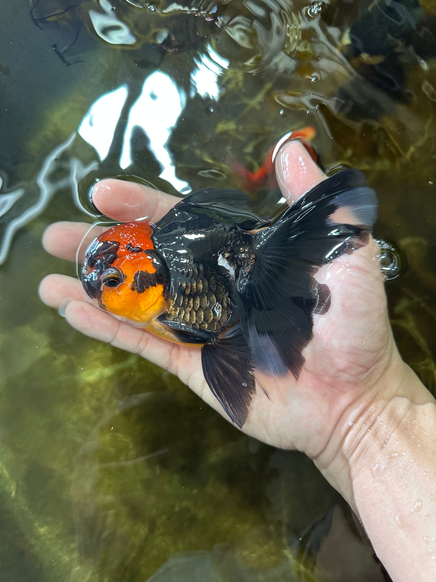 LAVA A Grade Tricolor Oranda Male 5 inches #082225OR_22