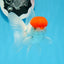 AAA Grade Red Cap Oranda Male 4.5 inches #0830OR_14