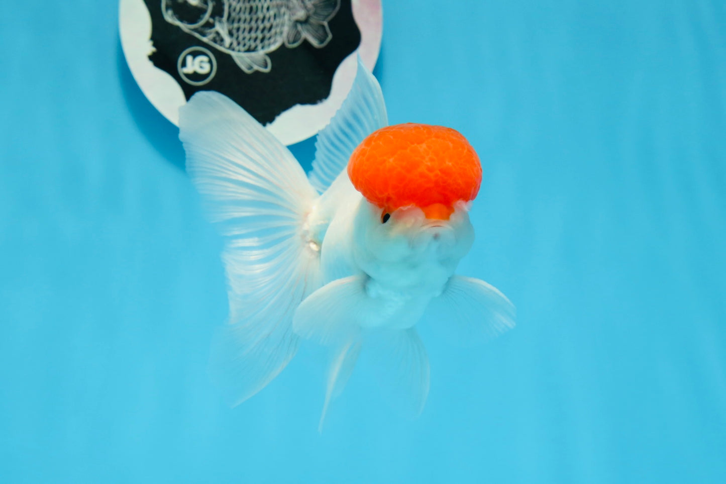 AAA Grade Red Cap Oranda Male 4.5 inches #0830OR_14