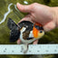 Unique A Grade Tricolor Oranda Female 4.5 inches #042525OR_05