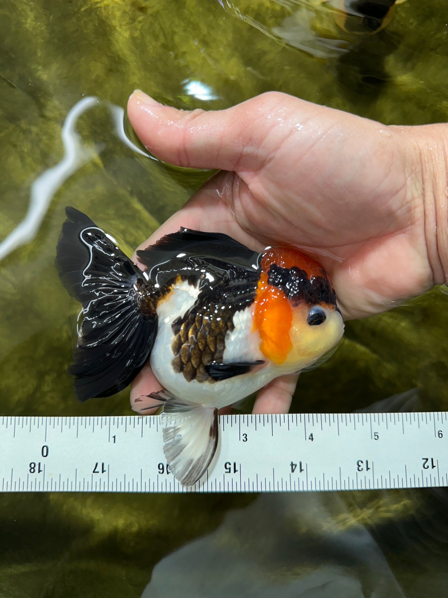 Unique A Grade Tricolor Oranda Female 4.5 inches #042525OR_05