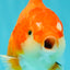 CHONKY AAA Grade Red White Yuanbao Female 5-5.5 inches #080726YB_23