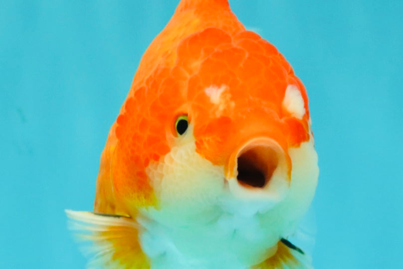 CHONKY AAA Grade Red White Yuanbao Female 5-5.5 inches #080726YB_23